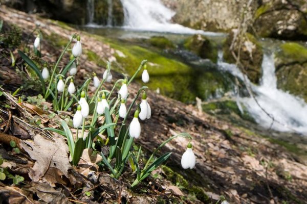 Лесной ручей