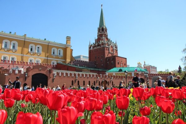 Тюльпаны в Александровском саду