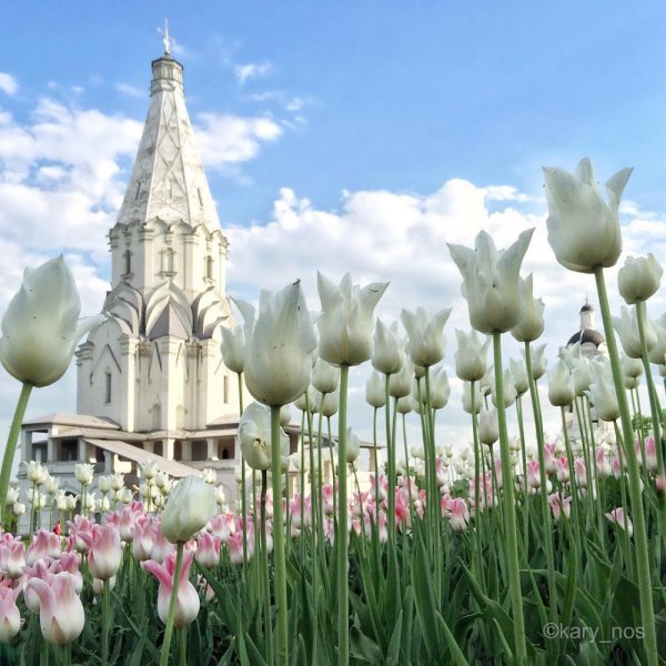 Коломенский парк тюльпаны