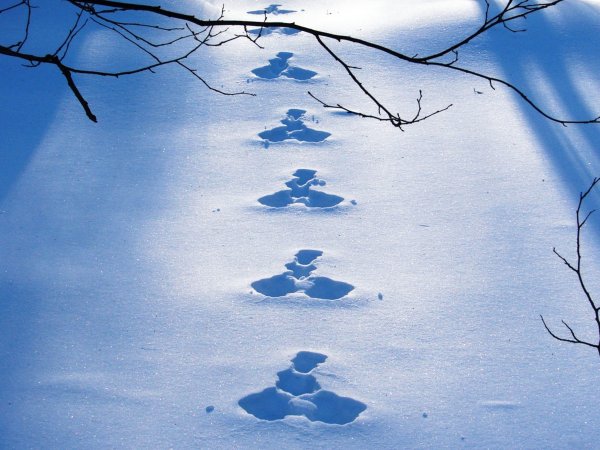 Следы зверей на снегу