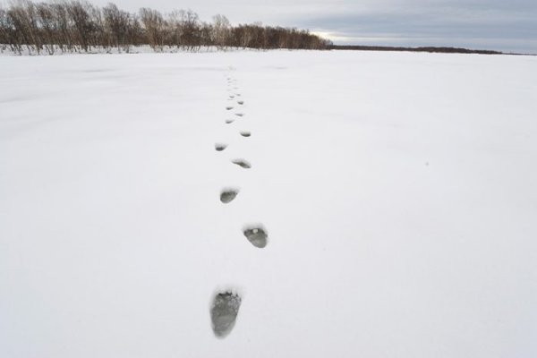 Следы медведя зимой