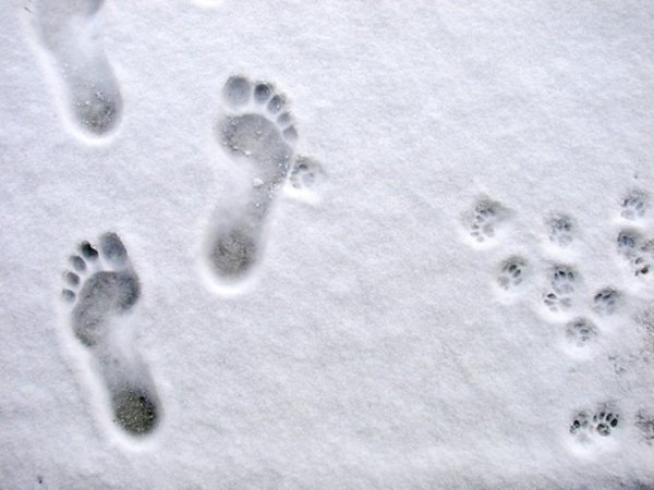 Цветные Отпечатки ног