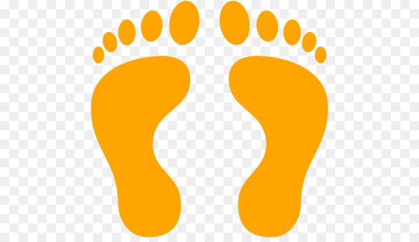 Следы зайца волка белки и лисы