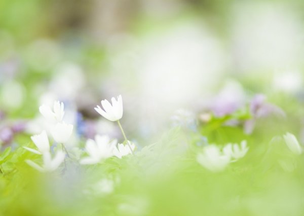 Природа в светлых тонах