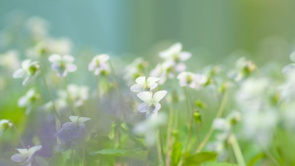 Нежные цветы с зеленью