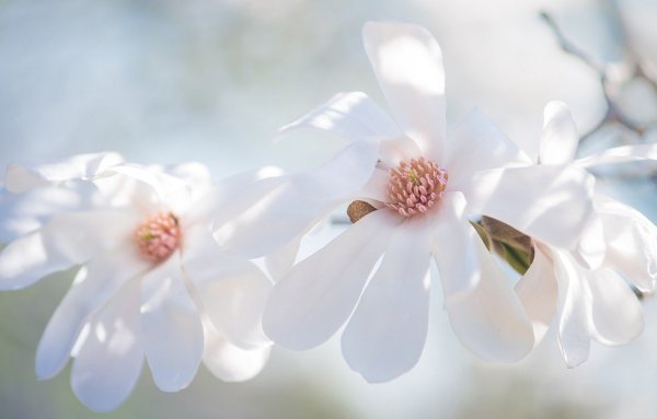 Белые цветы