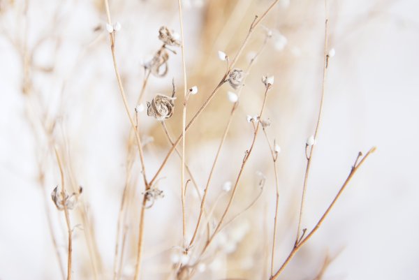 Фон с веточками