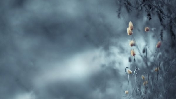 Серо-голубой в природе