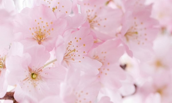 Розовые цветы