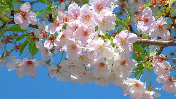 Нежный цветок