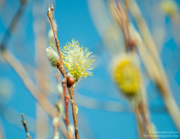 Мультяшное лето в детском саду