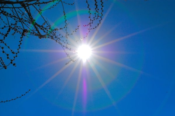 Весенние птички