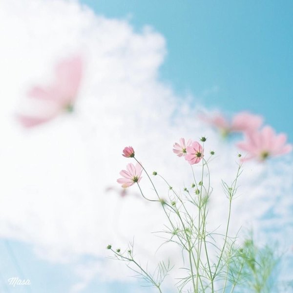 Пастельные цвета в природе