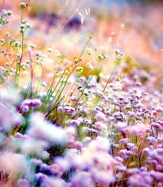 Пастельные цвета в природе