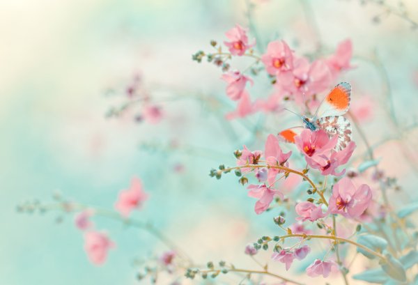 Весна в пастельных тонах