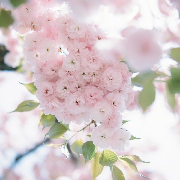 Весна в пастельных тонах