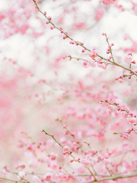 Сакура картина маслом