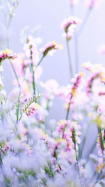 Нежные цветочки