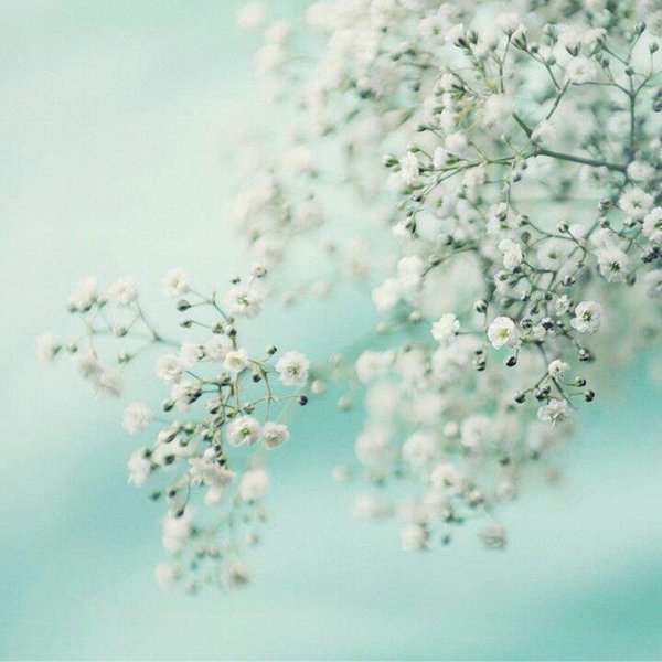 Нежный цветок