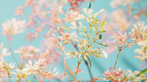 Картины в пастельных тонах