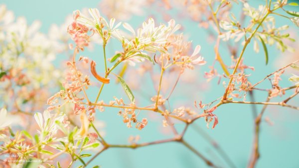 Нежность природа