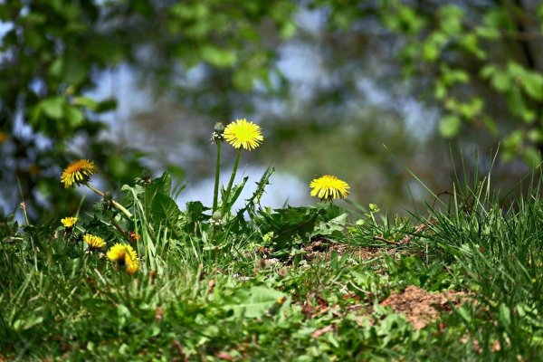 Весна одуванчики