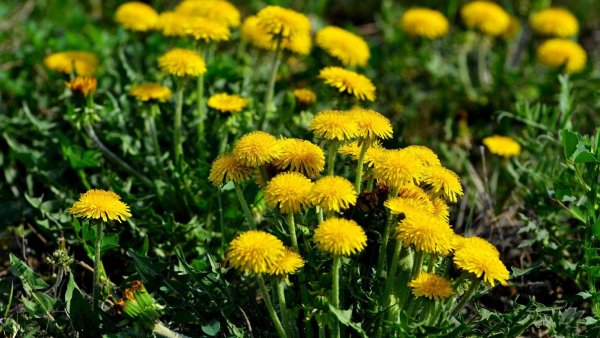 Одуванчики весной