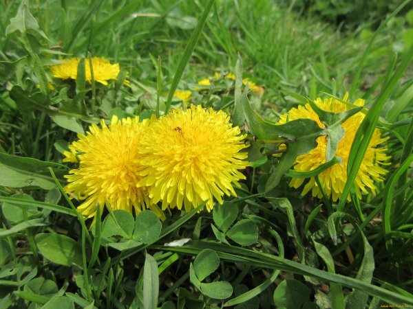 Одуванчик быррангский