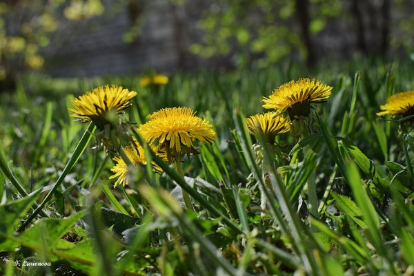 Одуванчик новокамчатский