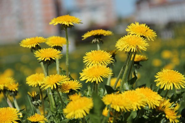 Одуванчики цветут