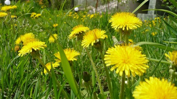 Первоцветы одуванчик