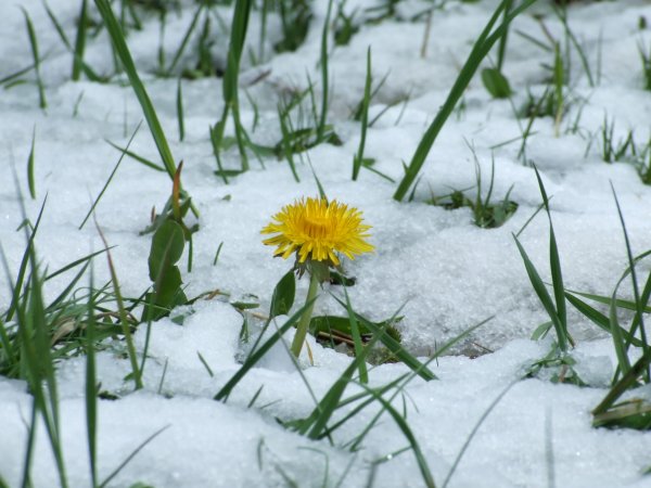 Одуванчик в снегу