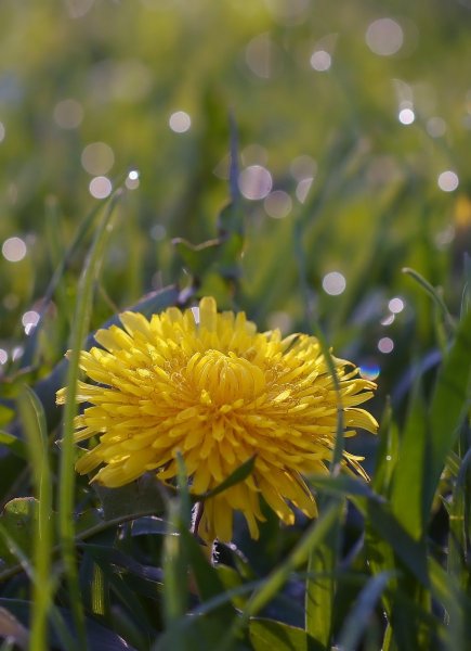 Одуванчик быррангский