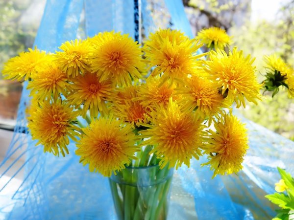 Одуванчики в лесу