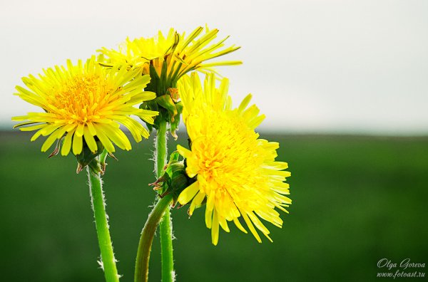 Одуванчик ОСТРОРОГИЙ