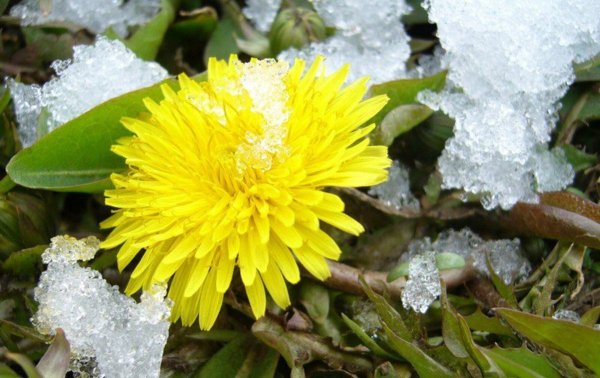 Одуванчик быррангский