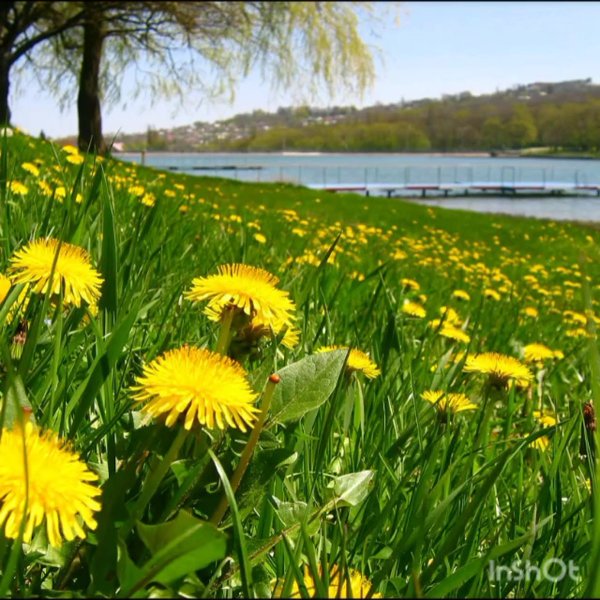 Одуванчик Дальштедта