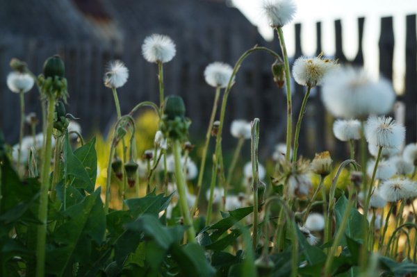 Одуванчик Лесной