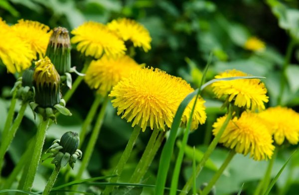 Утренняя роса