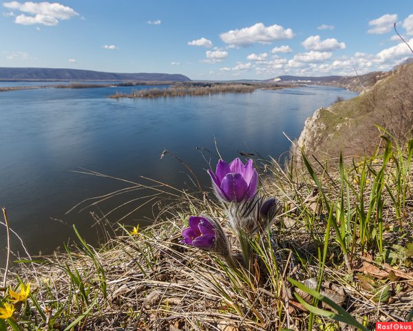 Цветет река Волга Тольятти