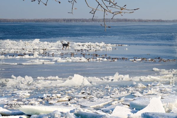 Ледоход Самарга