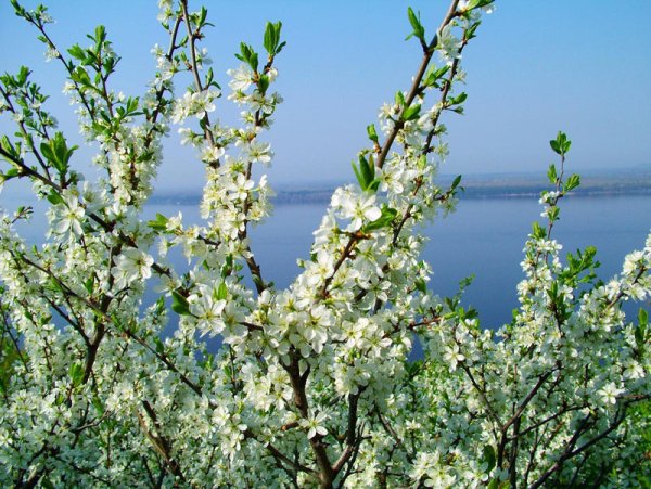 Природа Самары Весна