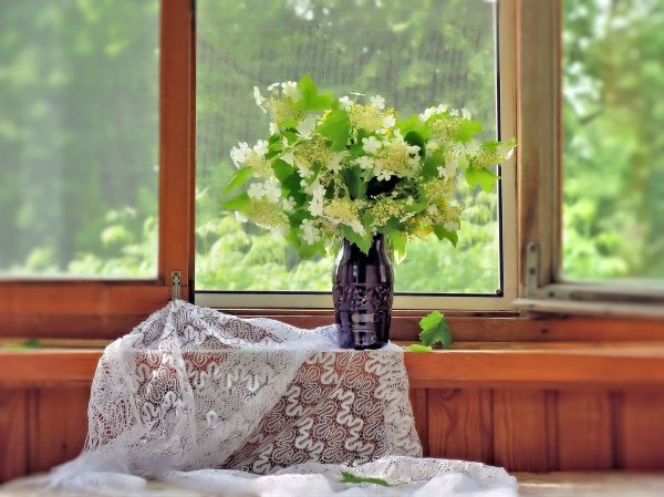 Летнее утро из окна