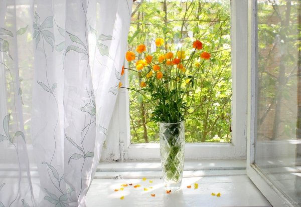 Лето за окном