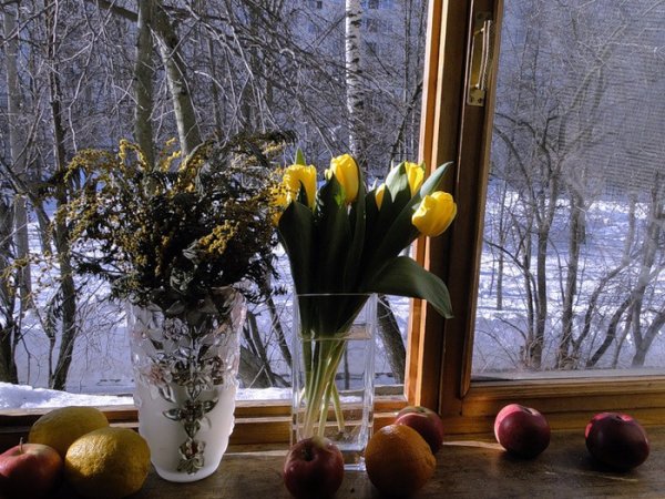 Цветы на зимнем подоконнике