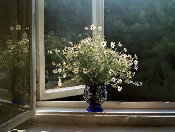 Цветы на окне