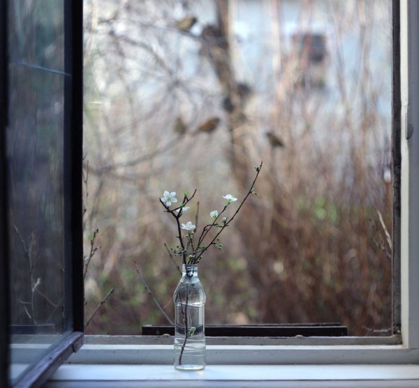 Ветка за окном