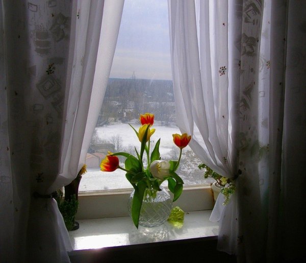 Цветы на зимнем подоконнике