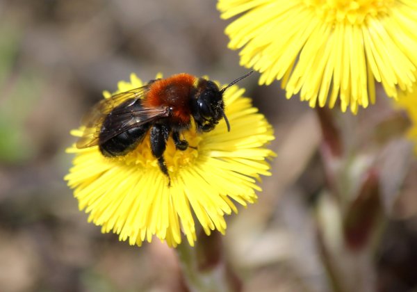 Весенний Шмель