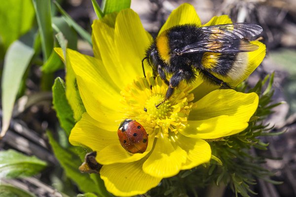 Бабочка Шмель